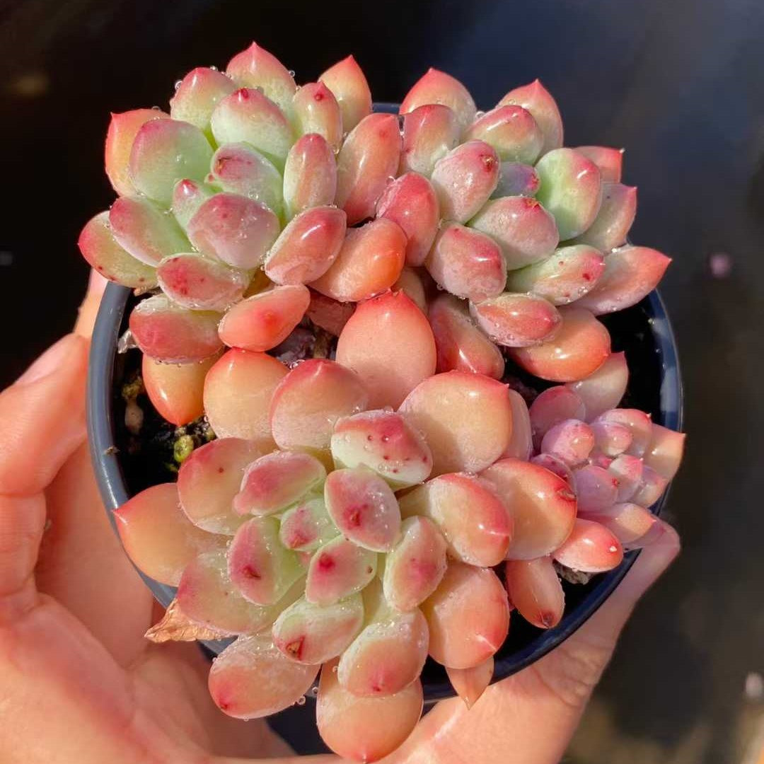 24825 Echeveria Zelda (9cm pot size)