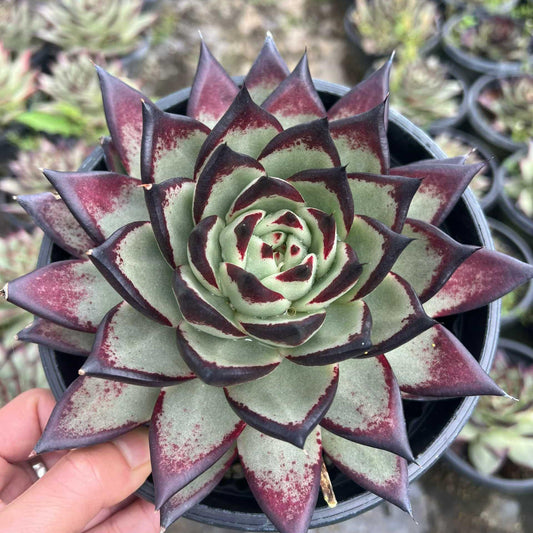22953 Echeveria Dark Lord (18cm pot size)