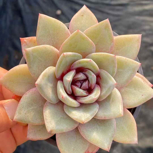 24478 Echeveria German Champagne (9cm pot size)