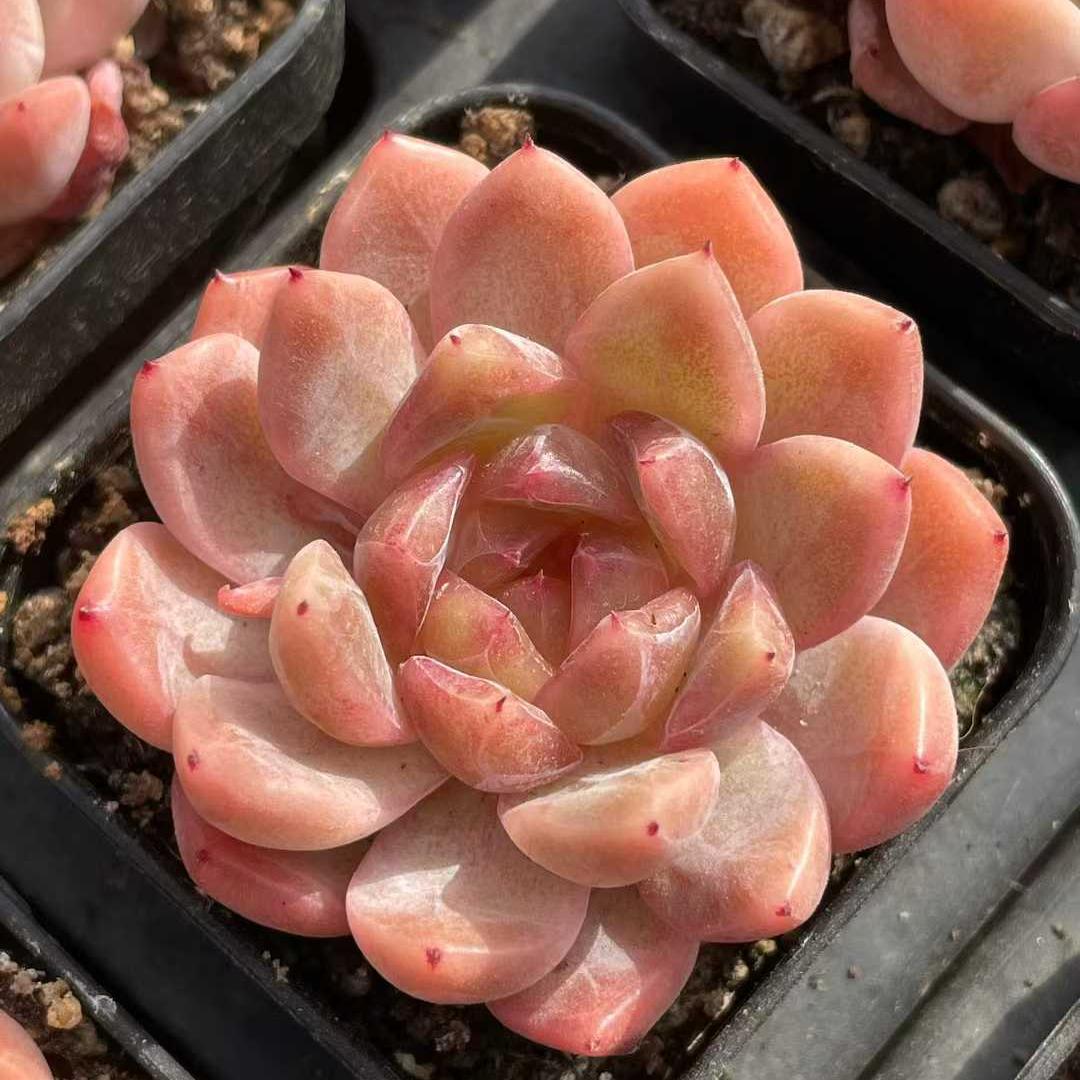 19217 Echeveria Amber Sovereign (5.5cm pot size)