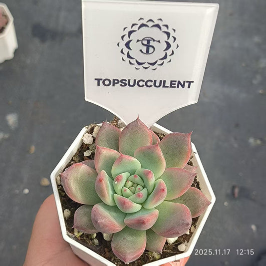 22351 Echeveria Original Colorata (6.5cm pot size)