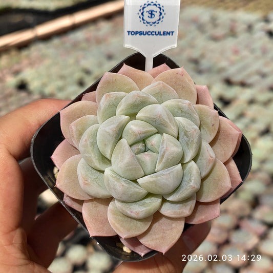 25672 Echeveria Polar Jade (6.5cm pot size)