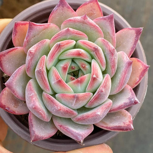25395 Echeveria Ratam (9cm pot size)