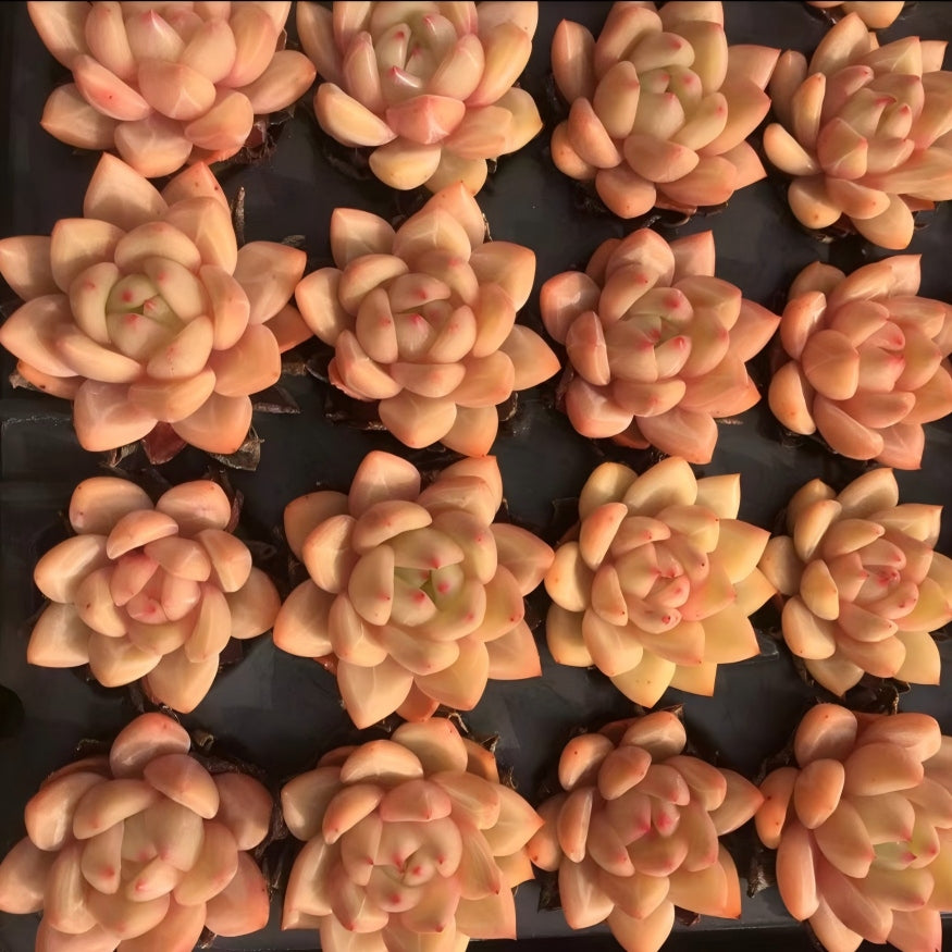 23895 Echeveria Champagne (5cm pot size)