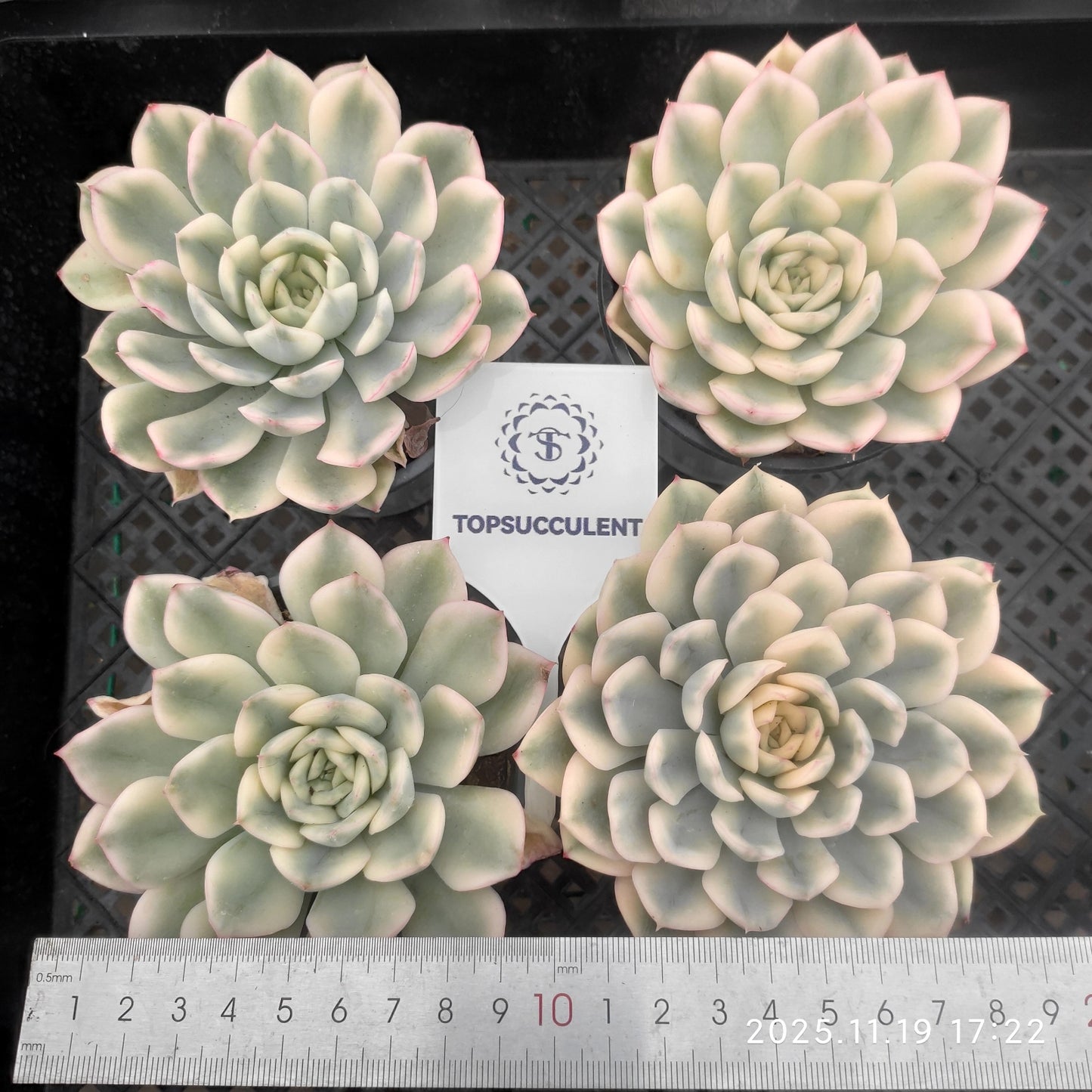 15439 Echeveria Moon Fairy Variegated (9cm pot size)
