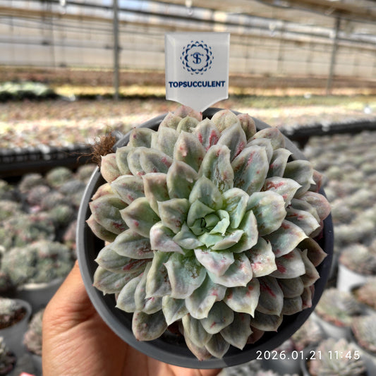 19324 Echeveria Bubble Cloth (12cm pot size)