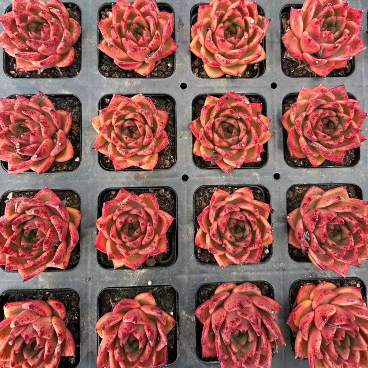 23012 Echeveria Matches (7cm pot size)