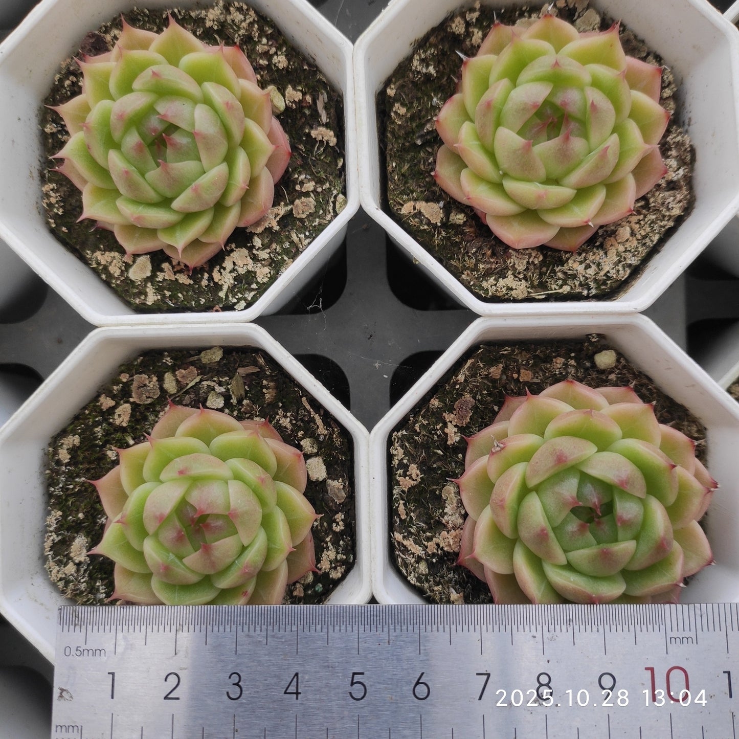 16087 Echeveria Blueprint (7cm pot size)