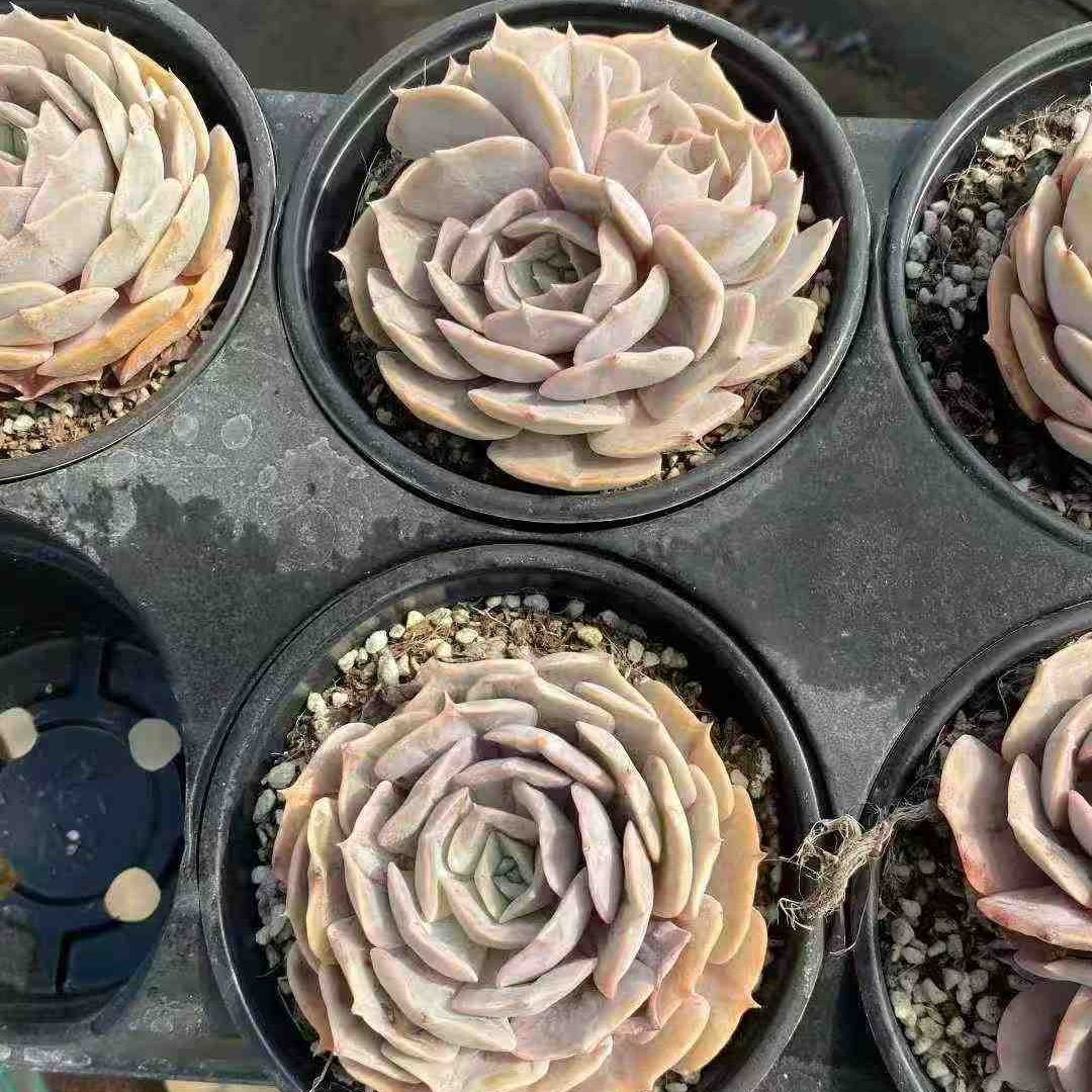 21861 Echeveria Blue Surprise Hyb (12.5cm pot size)