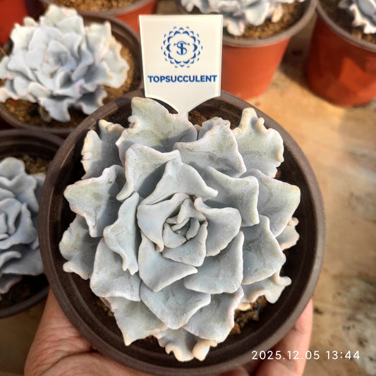 19358 Echeveria Crispate Beauty (12cm pot size)