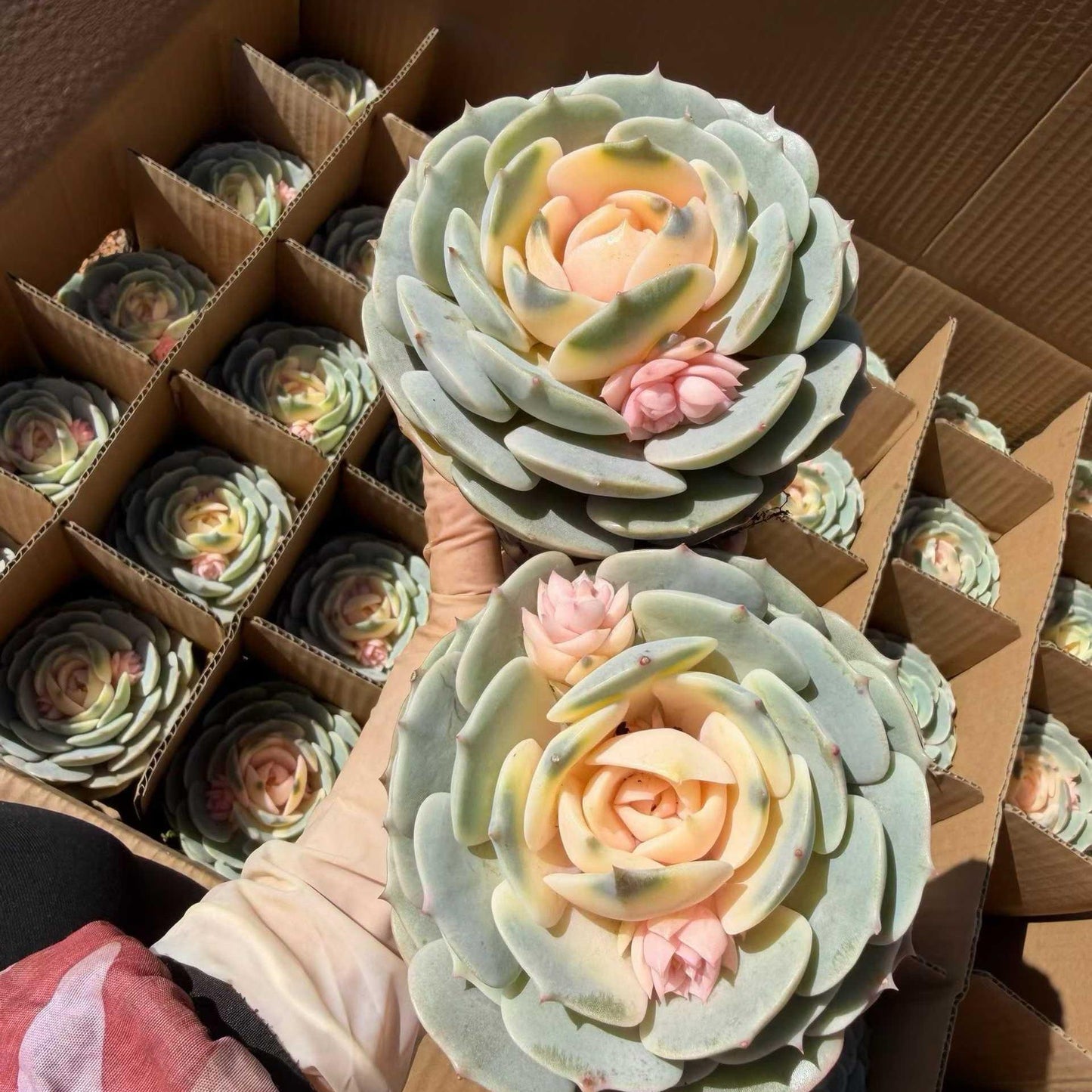 25164 Echeveria Pink Butterfly (9cm pot size)
