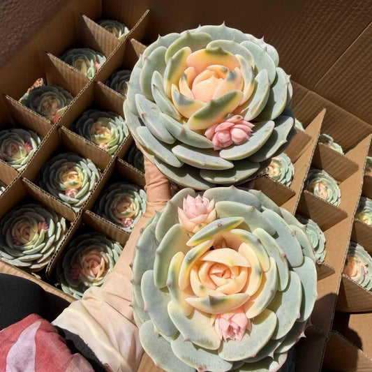25164 Echeveria Pink Butterfly (9cm pot size)