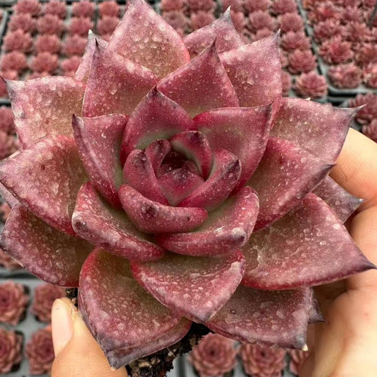 22640 Echeveria Judge (7cm pot size)