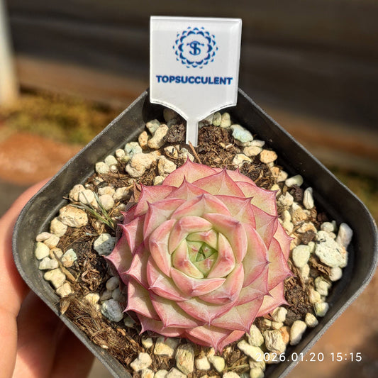 24901 Echeveria Linea (7cm pot size)