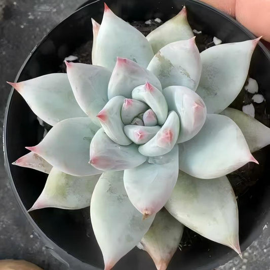 22250 Echeveria Wild Colorata (9cm pot size)