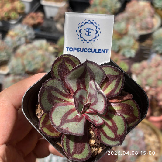 361360 Echeveria Nodulosa (6.5cm pot size)