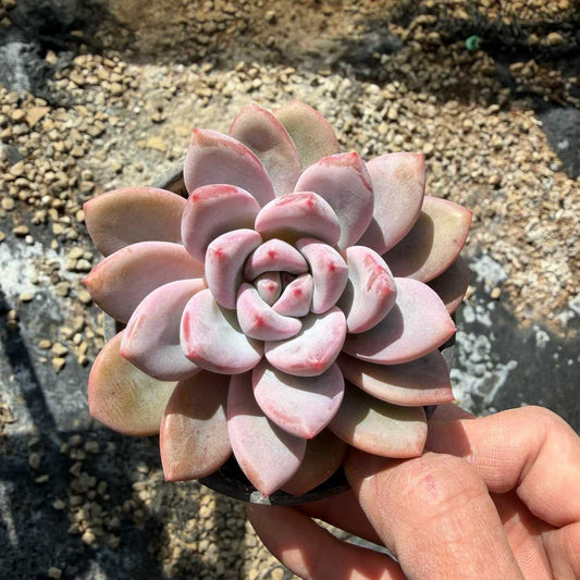 24943 Echeveria Know (9cm pot size)