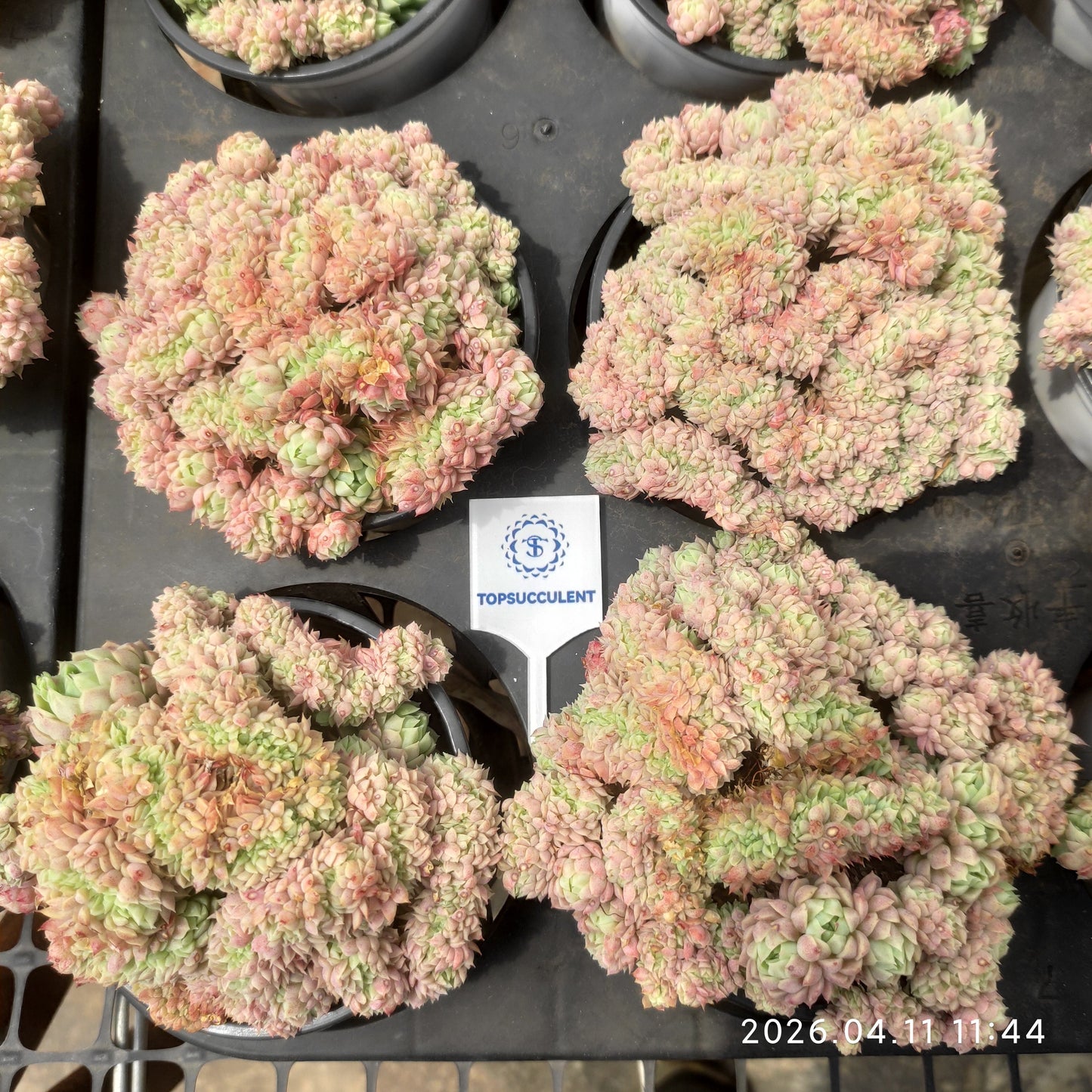 25610 Echeveria Ball of Fat Cristata (9cm pot size)