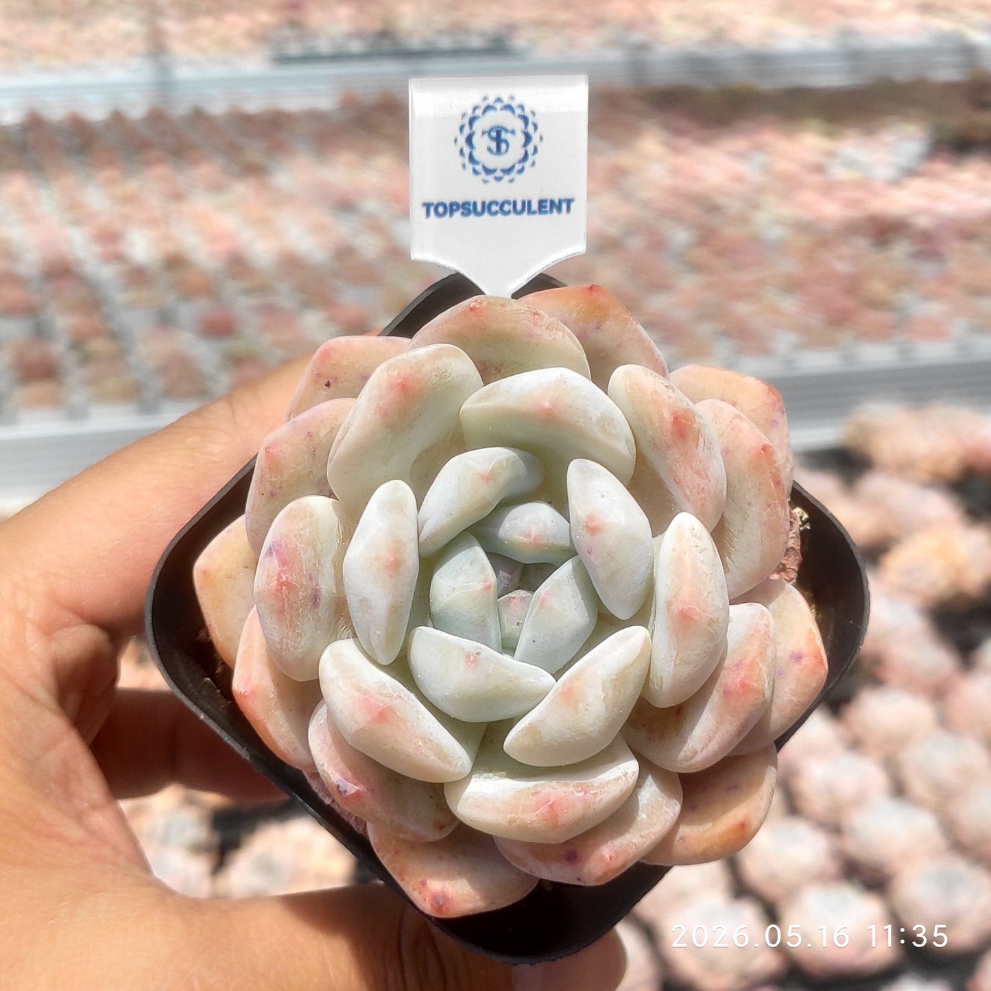 80514 Echeveria Orange Monroe (6.5cm pot size)