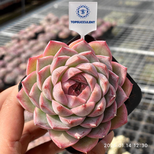 2626 Echeveria Queen of Peach (7cm pot size)