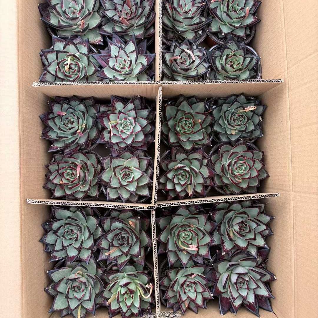 360803 Echeveria Dark Lord (12cm pot size)