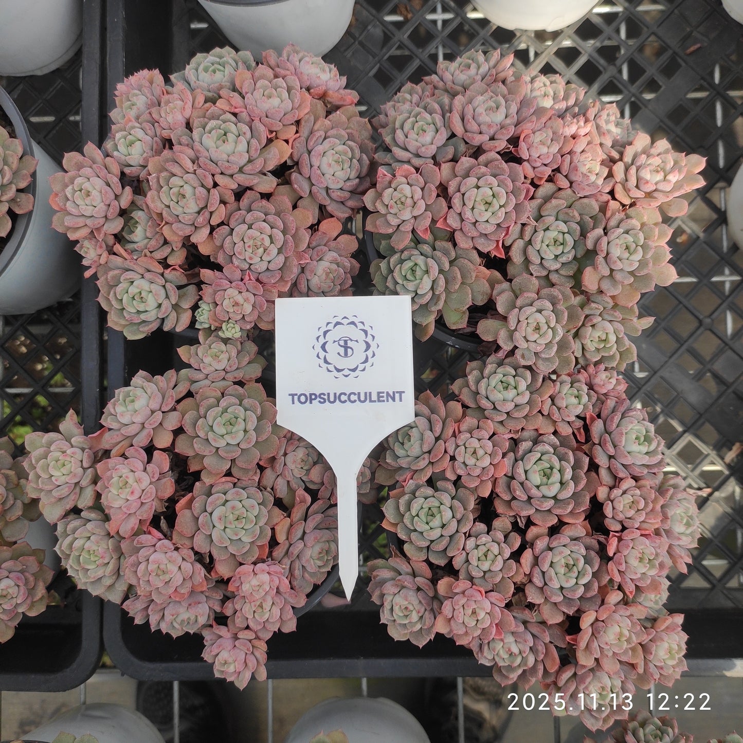 22450 Echeveria Cute Bubble (11cm pot size)
