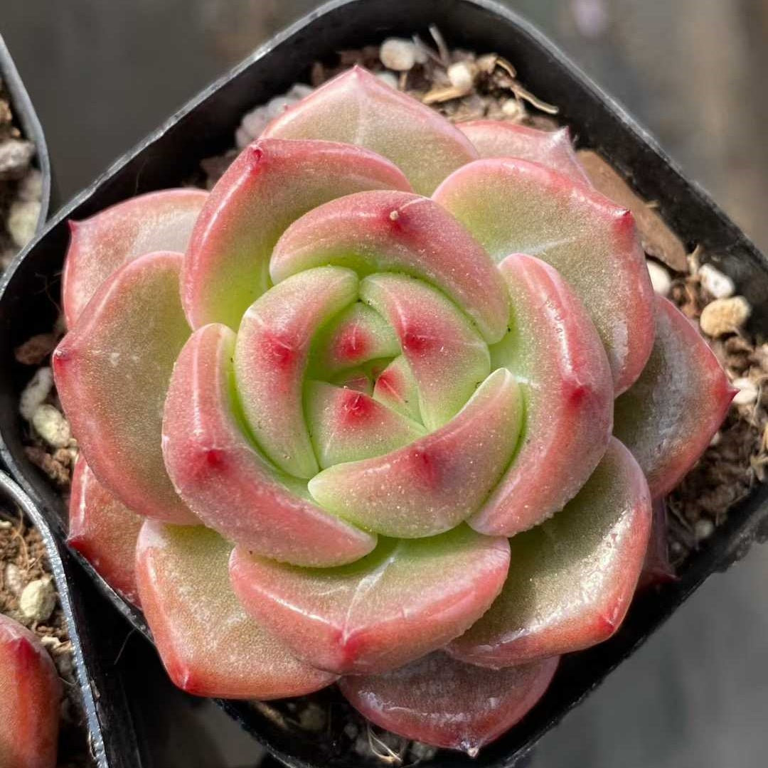 22804 Echeveria Charlotte (6.3cm pot size)