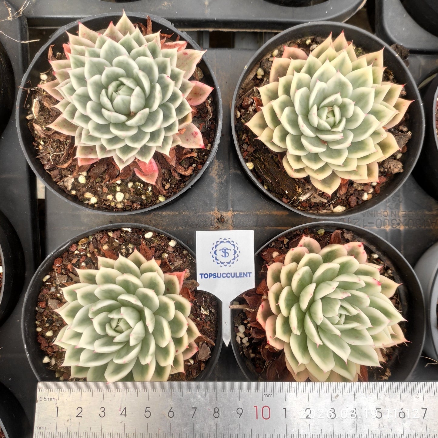 22267 Echeveria Butterfly Variegated (11cm pot size)