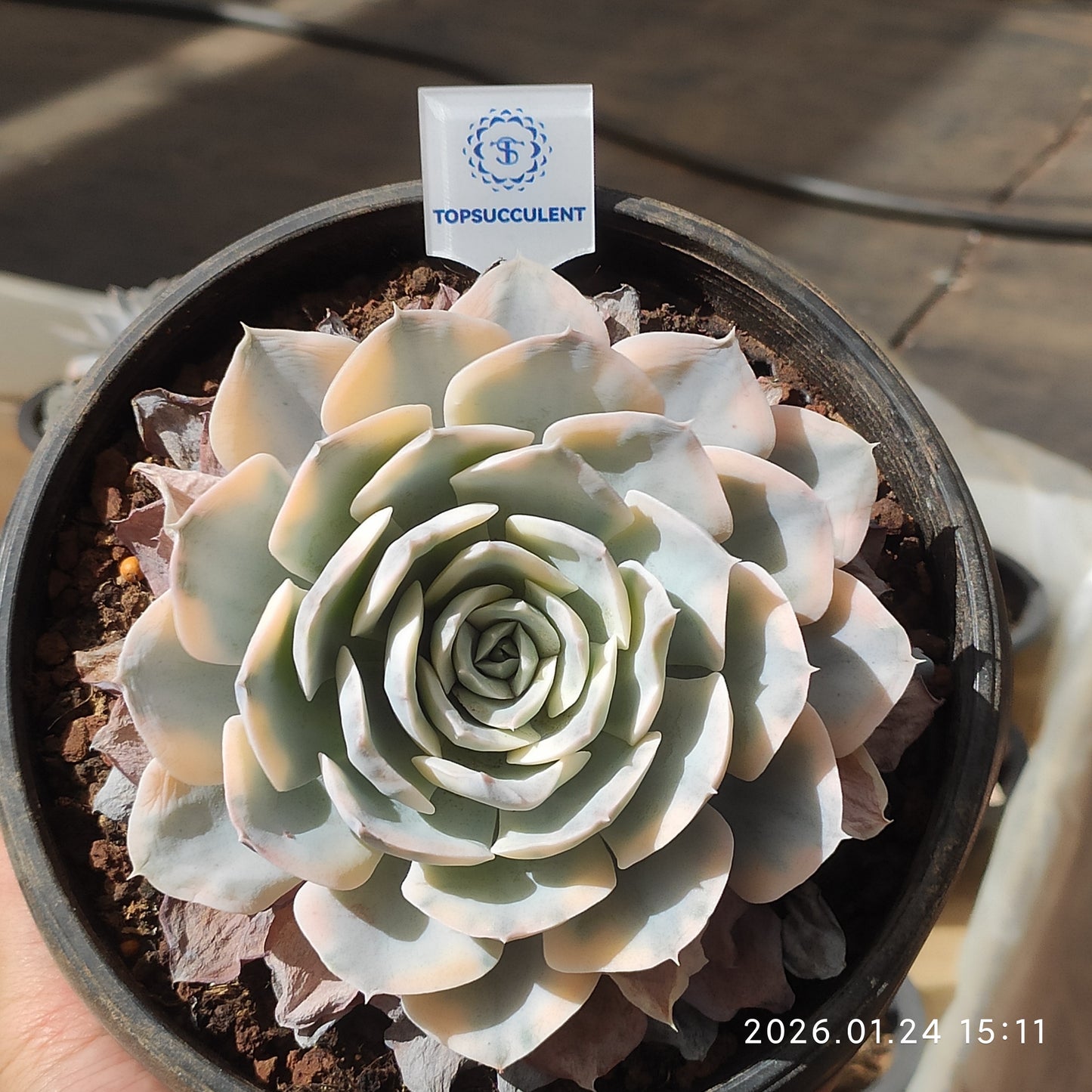 22095 Echeveria Makabenia Variegated (15cm pot size)