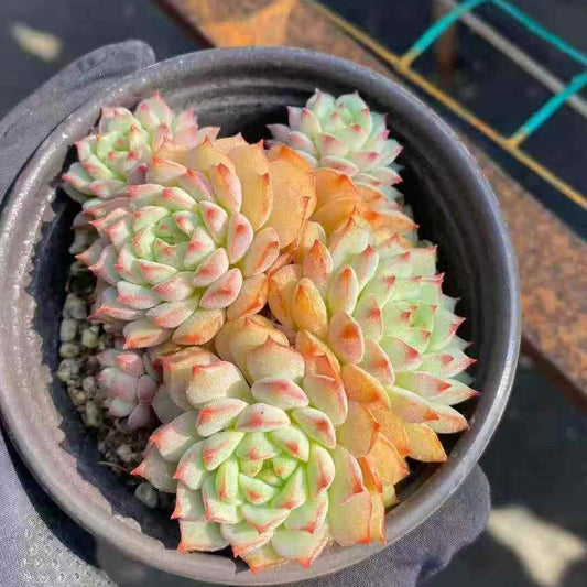 24971 Echeveria Rose Lily (9cm pot size)