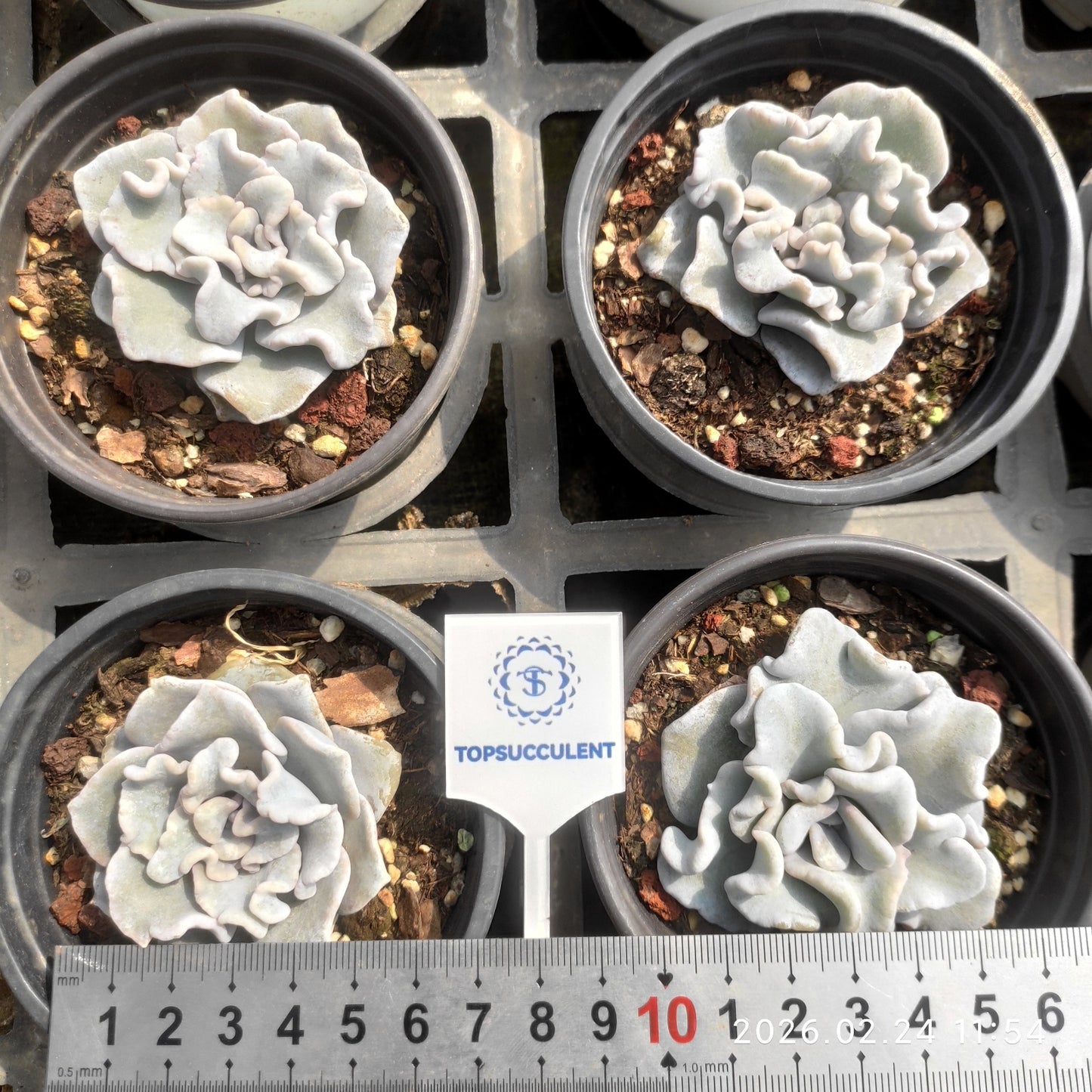 25900 Echeveria Crispate Beauty (9cm pot size)