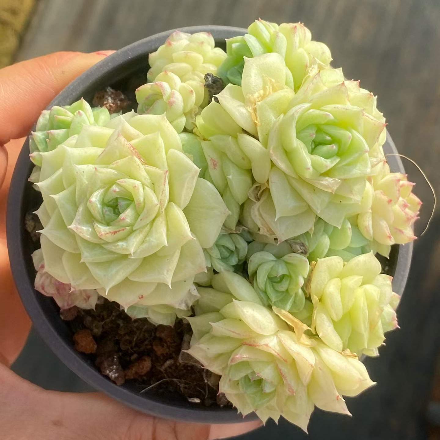 25744 Echeveria White Swan (9cm pot size)