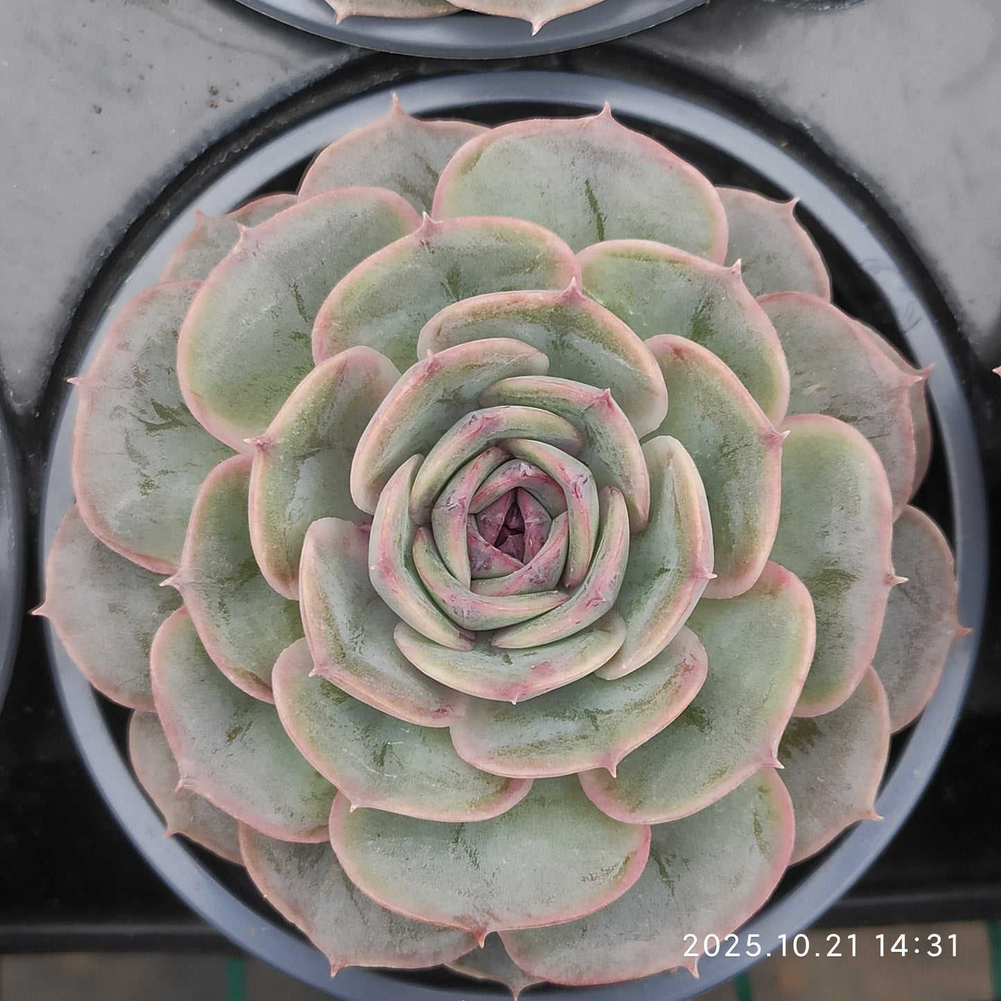 21922 Echeveria Candy Onslow (9cm pot size)