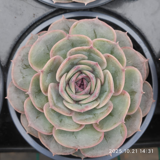 21922 Echeveria Candy Onslow (9cm pot size)