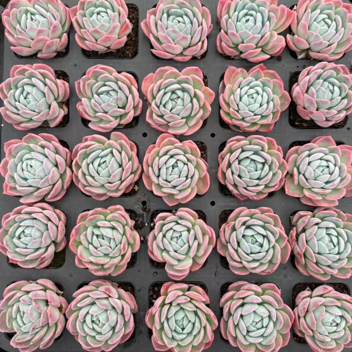 22639 Echeveria Vinegar Altar (7cm pot size)