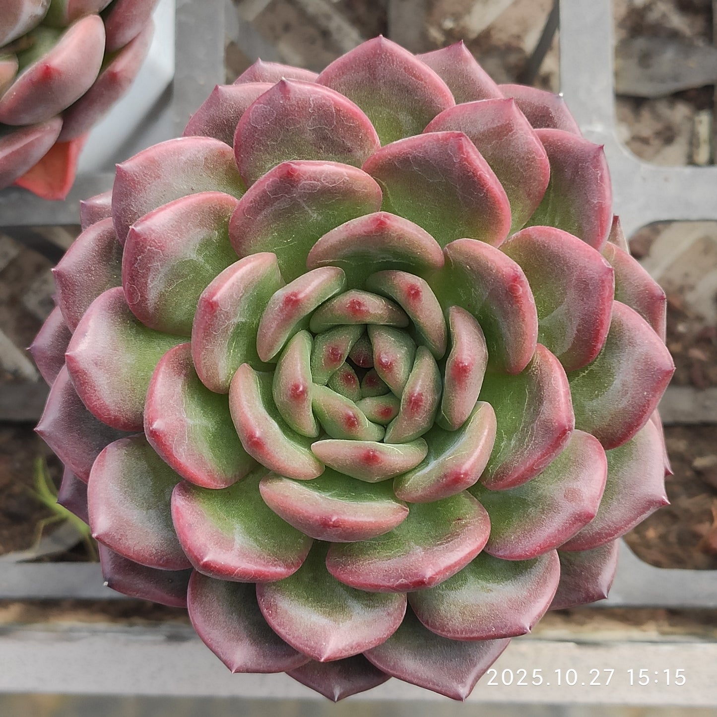 20169 Echeveria Luna (7cm pot size)