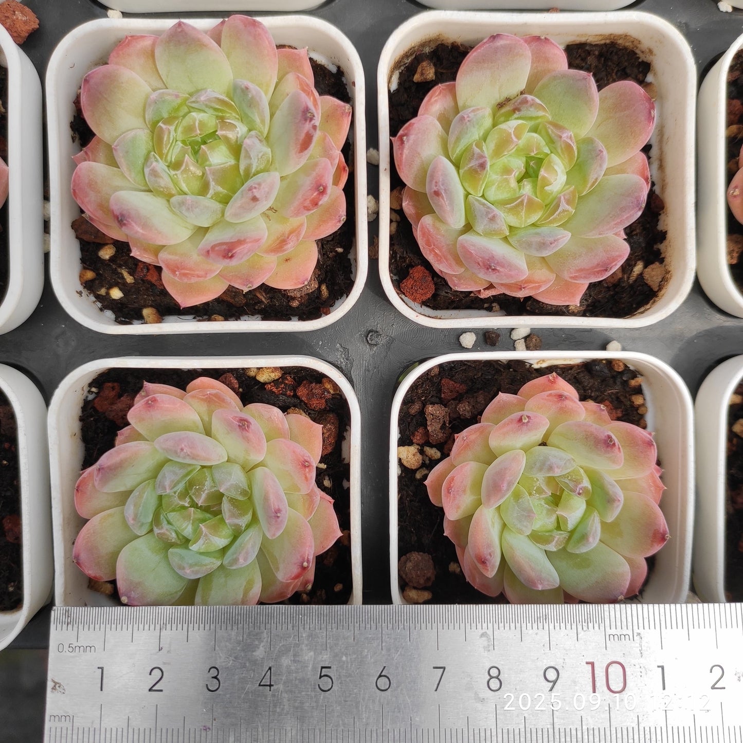 HG017 Echeveria Pure Love x Ariel(7cm pot size)