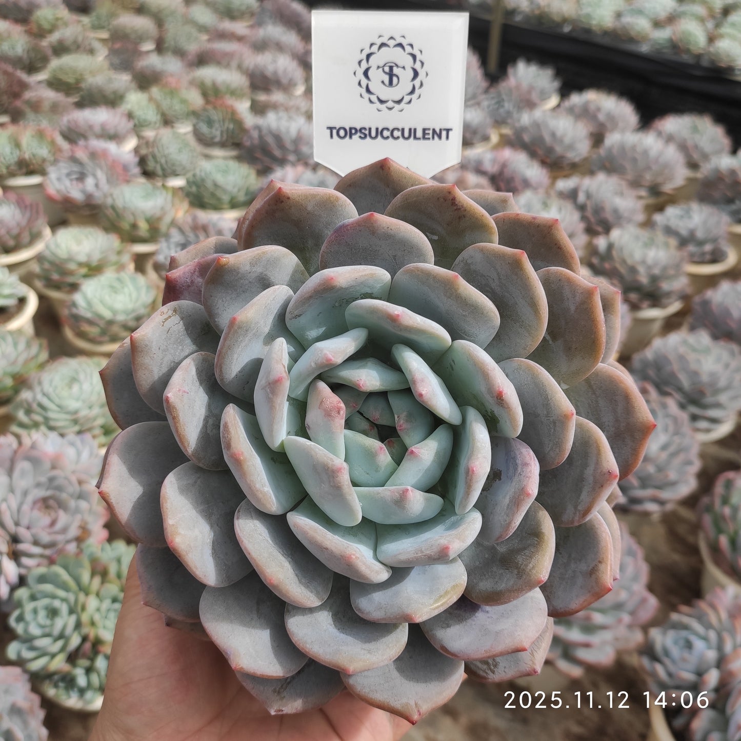 22527 Echeveria Orange Monroe (16cm pot size)