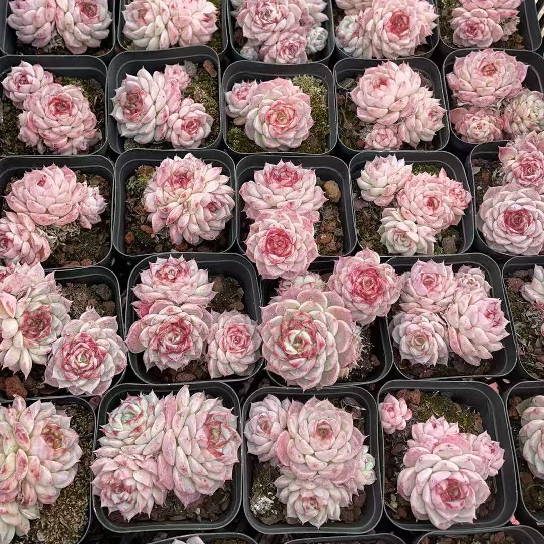 25327 Echeveria Red Velvet (6.5cm pot size)