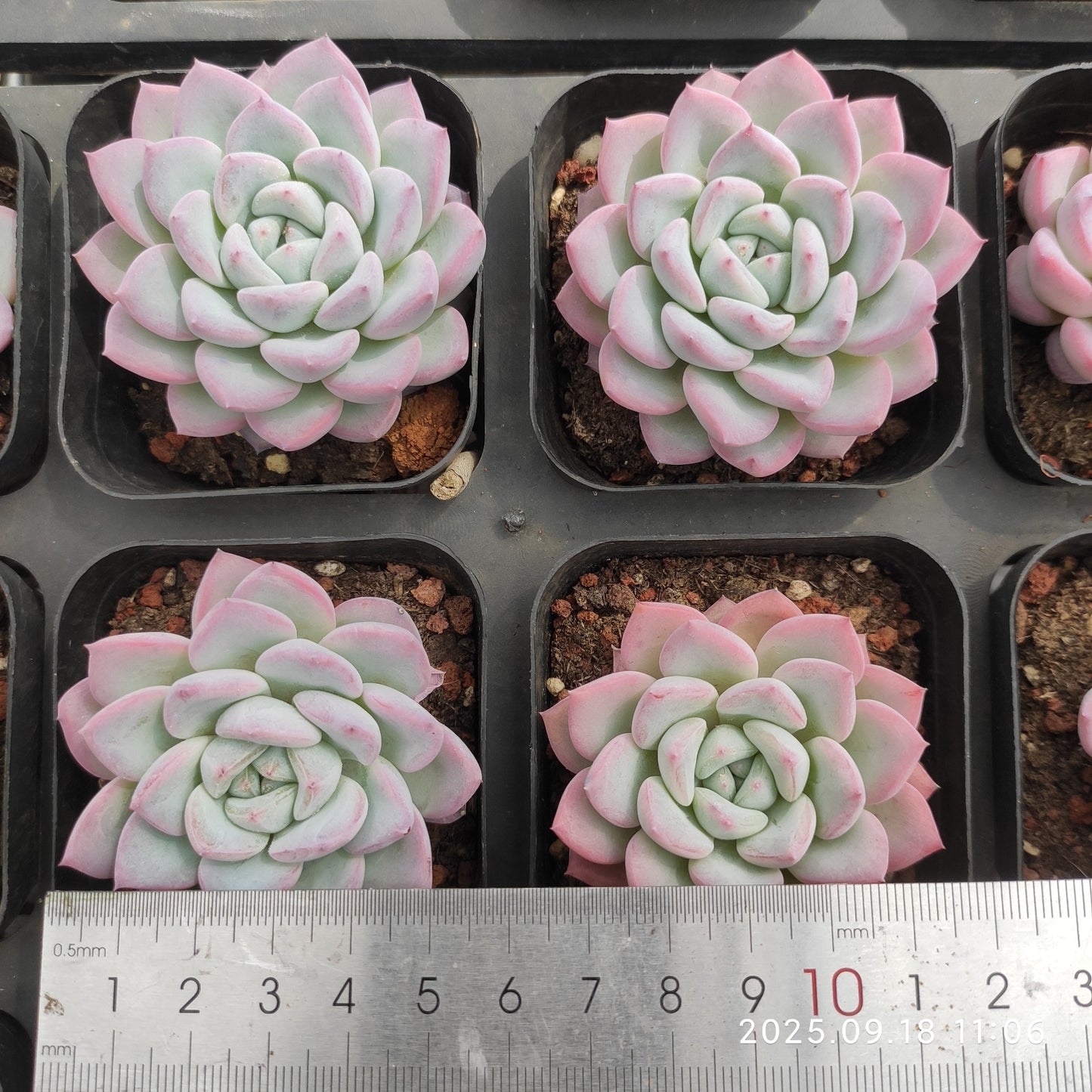 LMM360 Echeveria Werther(6.5cm pot size)