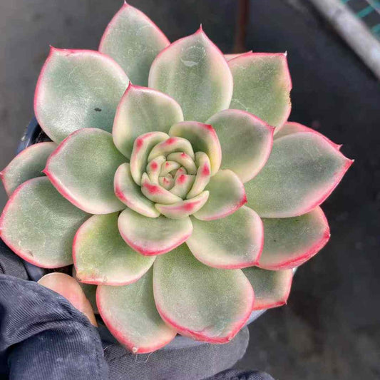 22747 Echeveria Blue Variegated (9cm pot size)