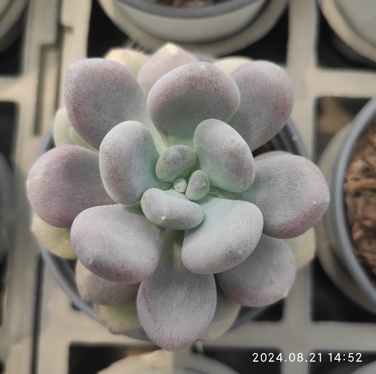 HWQ109 Echeveria Amazoness