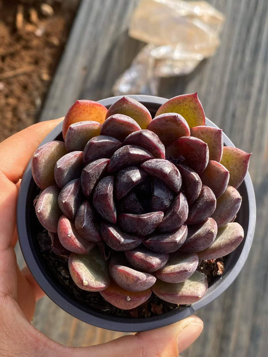 361841 Echeveria Noir Knight (9cm pot size)