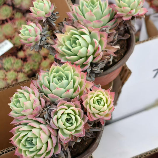 25185 Echeveria Pansy (12cm pot size)