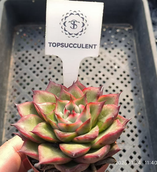 15581 Echeveria Agavoides Hyb (6.5cm pot size)