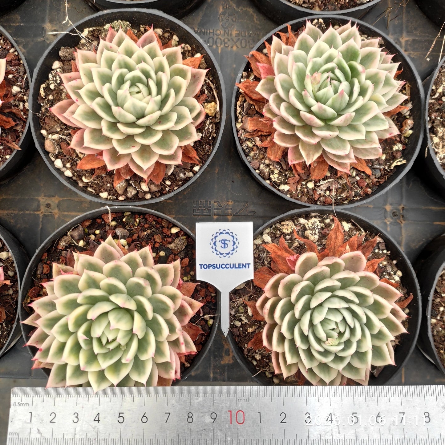 22267 Echeveria Butterfly Variegated (11cm pot size)