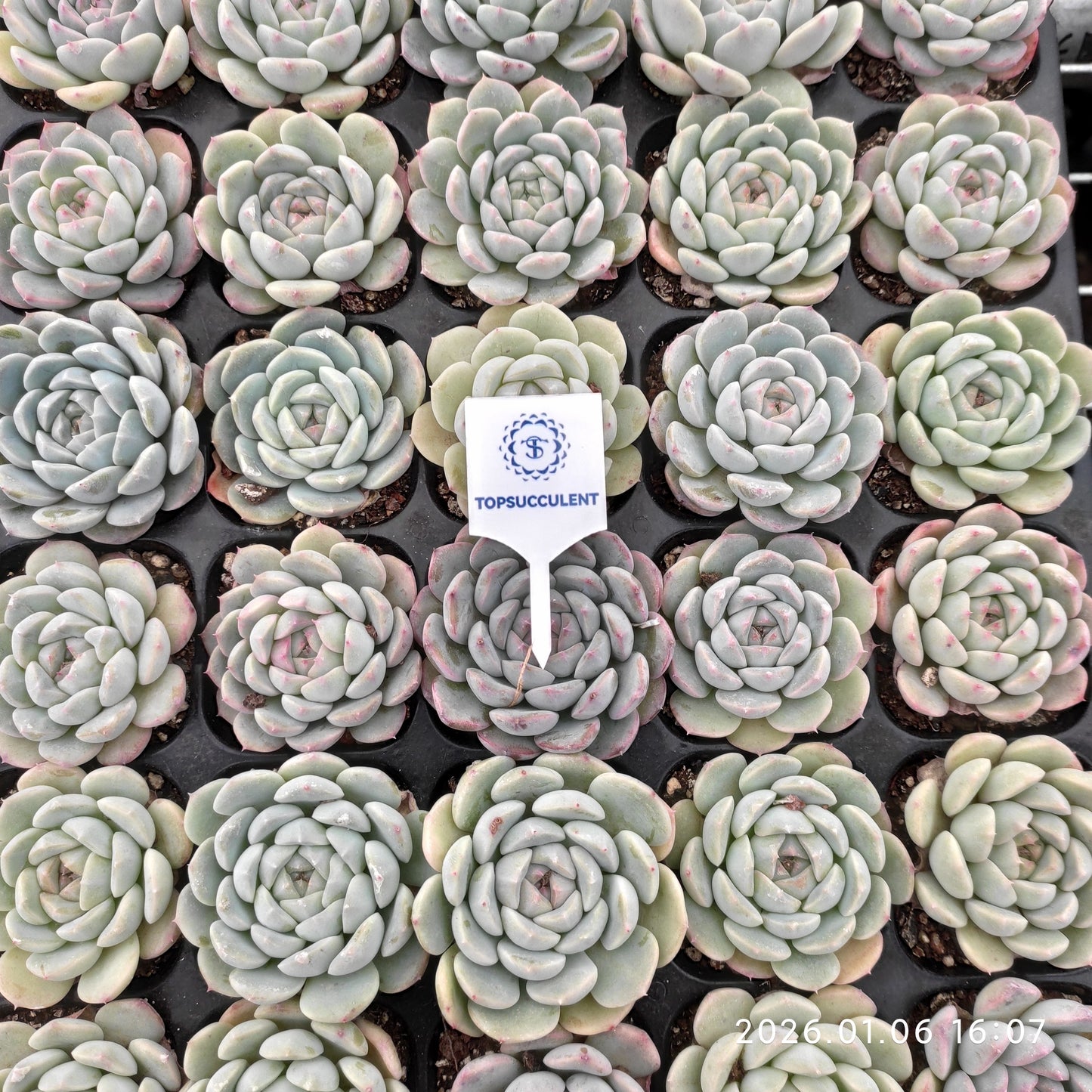 24419 Echeveria Fond Dream (5cm pot size)