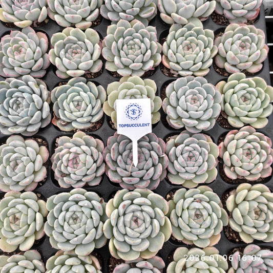 24419 Echeveria Fond Dream (5cm pot size)