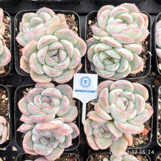 23743 Echeveria Fat Tiger (5.5cm pot size)