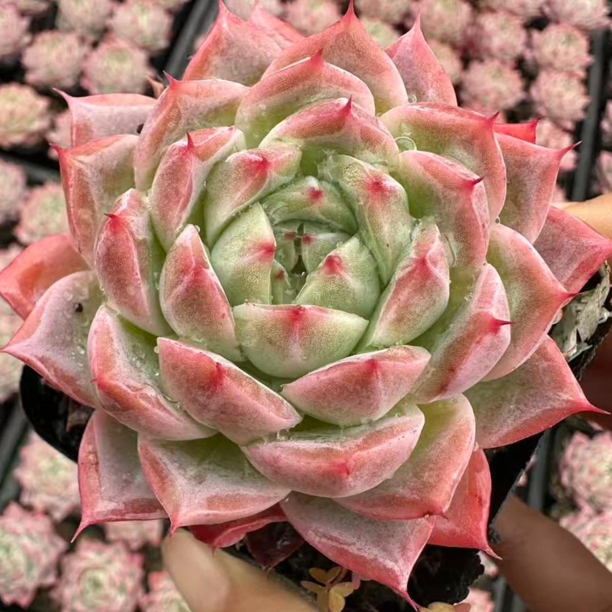 22616 Echeveria Little Peach Blossom (6cm pot size)